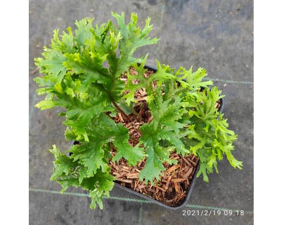 Asplenium scolopendrium 'Ramo-marginatum'
