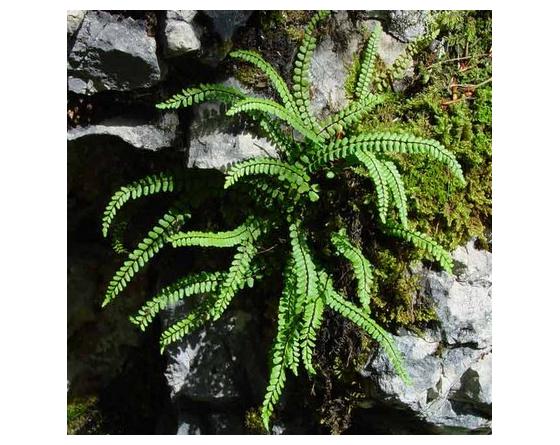 Asplenium trichomanes