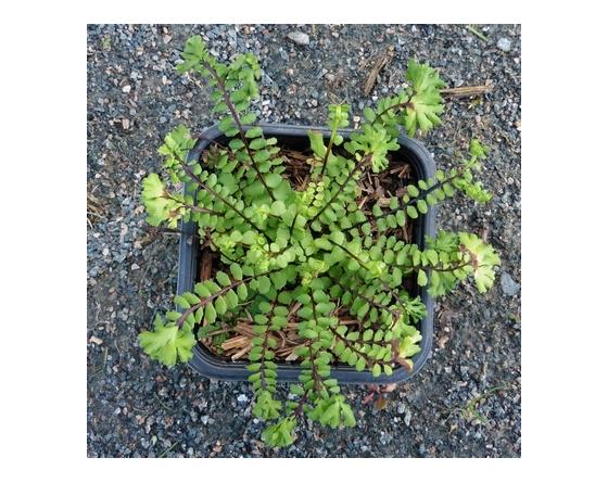 Asplenium trichomanes 'Cristatum'
