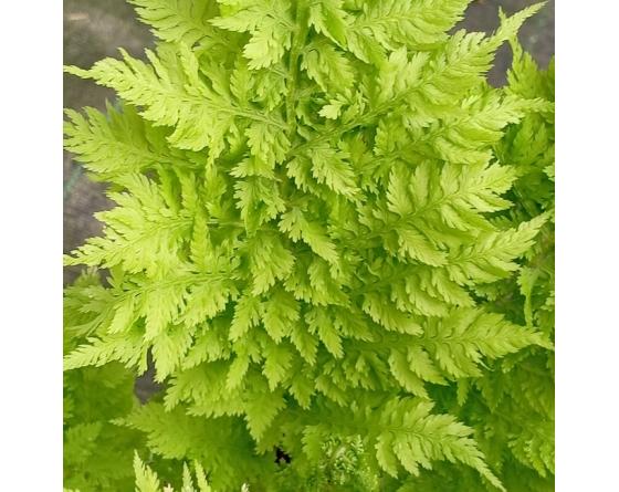Athyrium filix-femina 'Congestum'