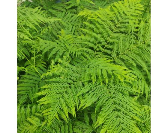 Pteris wallichiana early form