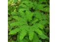 Adiantum pedatum