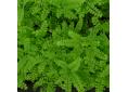 Adiantum pedatum