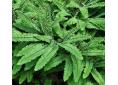 Adiantum pedatum 'Imbricatum'