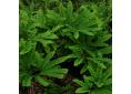 Adiantum pedatum 'Imbricatum'