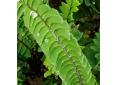 Adiantum pedatum 'Imbricatum'