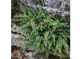 Asplenium trichomanes