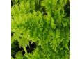 Athyrium filix-femina 'Cristatum Congestum'