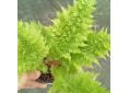 Athyrium filix-femina 'Congestum'