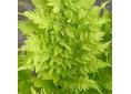 Athyrium filix-femina 'Congestum'