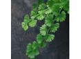 Athyrium filix-femina 'Frizelliae'