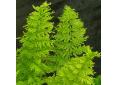 Athyrium filix-femina 'Percristatum'