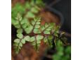 Athyrium otophorum var. okanum