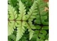 Athyrium otophorum var. okanum