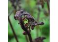 Athyrium vidalii