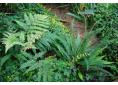 Blechnum spicant, Struthiopteris spicant