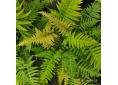 Blechnum appendiculatum