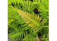 Blechnum appendiculatum