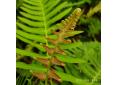 Blechnum appendiculatum