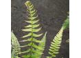 Blechnum australe subsp. auriculatum.