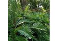 Blechnum cordatum