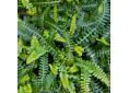 Blechnum penna-marina