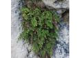 Adiantum capillus-veneris sur une paroi calcaire, capillaire de Montpellier