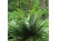 Dryopteris affinis, golden-scaled fern