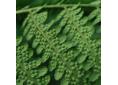 Dryopteris affinis