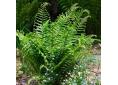 Dryopteris affinis 'Cristata the King'