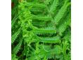 Dryopteris affinis 'Cristata the King'