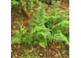 Dryopteris cathusiana fougère de Chartreuse