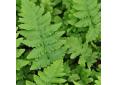 Dryopteris clintoniana