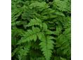 Dryopteris coreano-montana