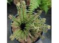 Dryopteris crassirhizoma