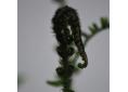 Dryopteris cycadina, atrata