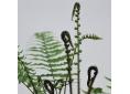 Dryopteris cycadina, atrata