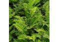 Dryopteris dickinsii