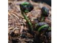 Dryopteris dilatata, austriaca