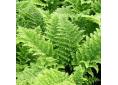 Dryopteris dilatata 'Crispa Whiteside'