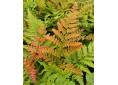 Dryopteris erythrosora