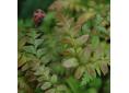 Dryopteris erythrosora var. prolifica