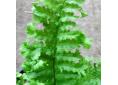 Dryopteris filix-mas 'Fluctuosa Cristata'