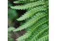 Dryopteris filix-mas, fougère mâle