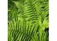 Dryopteris filix-mas