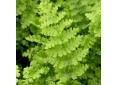 Dryopteris filix-mas 'Barnesii'