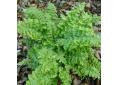 Dryopteris filix-mas 'Crispa'