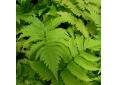 Dryopteris goldiana