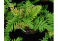 Dryopteris lepidopoda