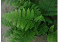 Dryopteris remota